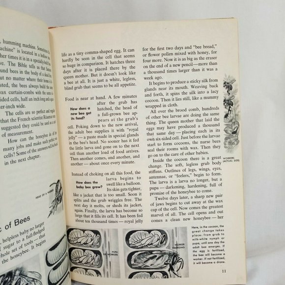 How and Why Ants and Bees Hardcover Book 1962 School Ex-Library Ronald N Rood - Picture 7 of 12